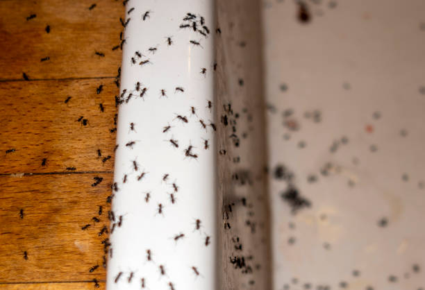 Best Spider Control Near Me  in Smithfield, VA